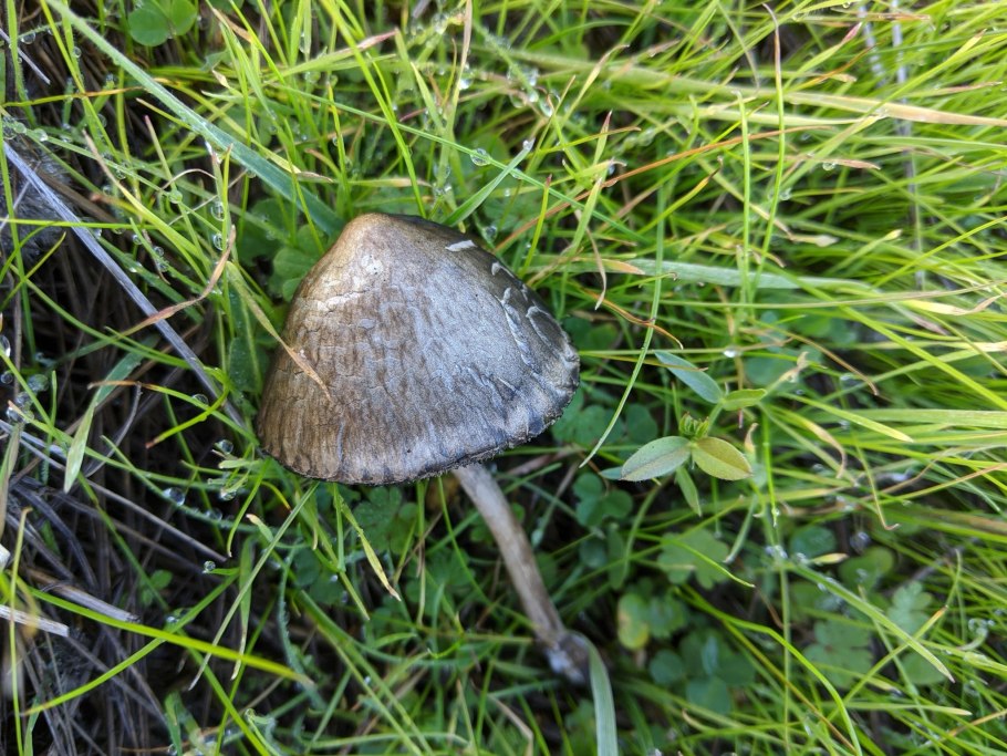 Навозник рассеянный гриб псилоцибиновый