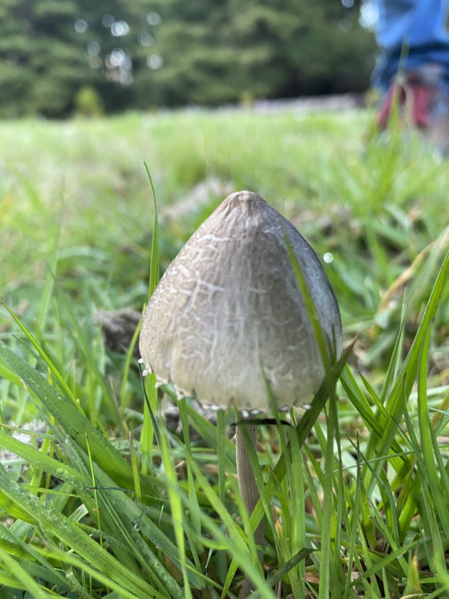 Гриб навозник чернильный