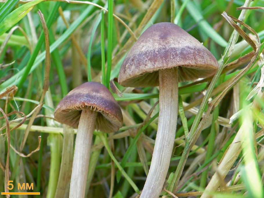 Сенный навозник Panaeolus foenisecii