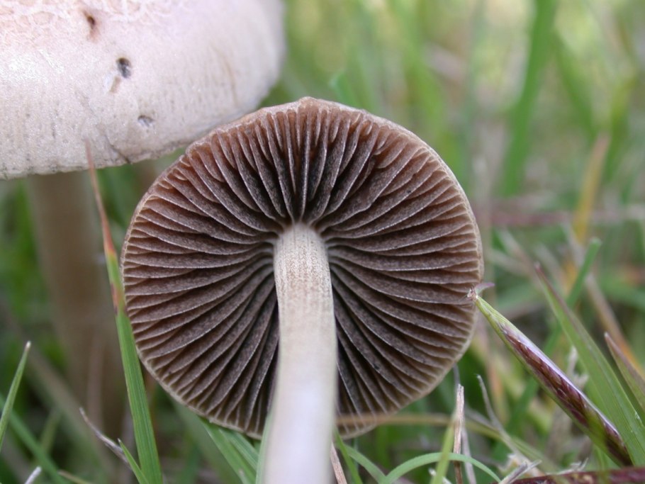 Panaeolus foenisecii