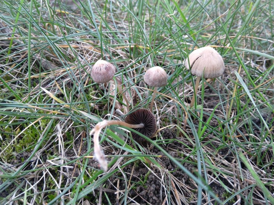 Псилоцибиновый навозник