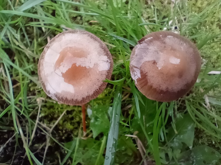 Panaeolus cinctulus