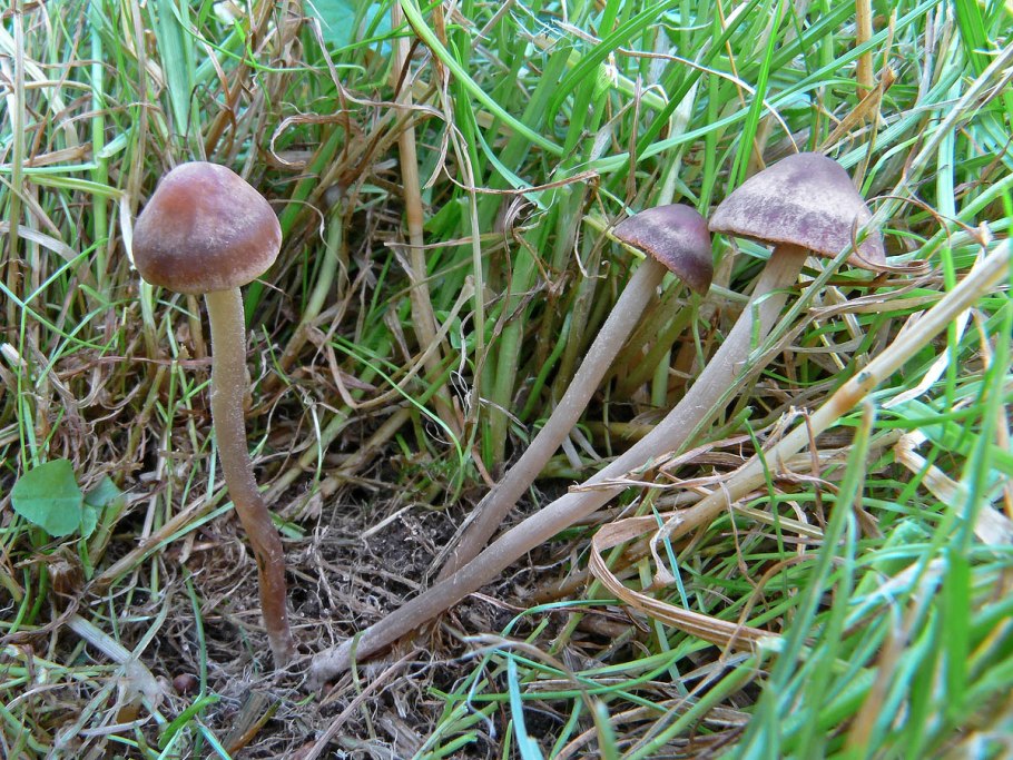 Panaeolus foenisecii