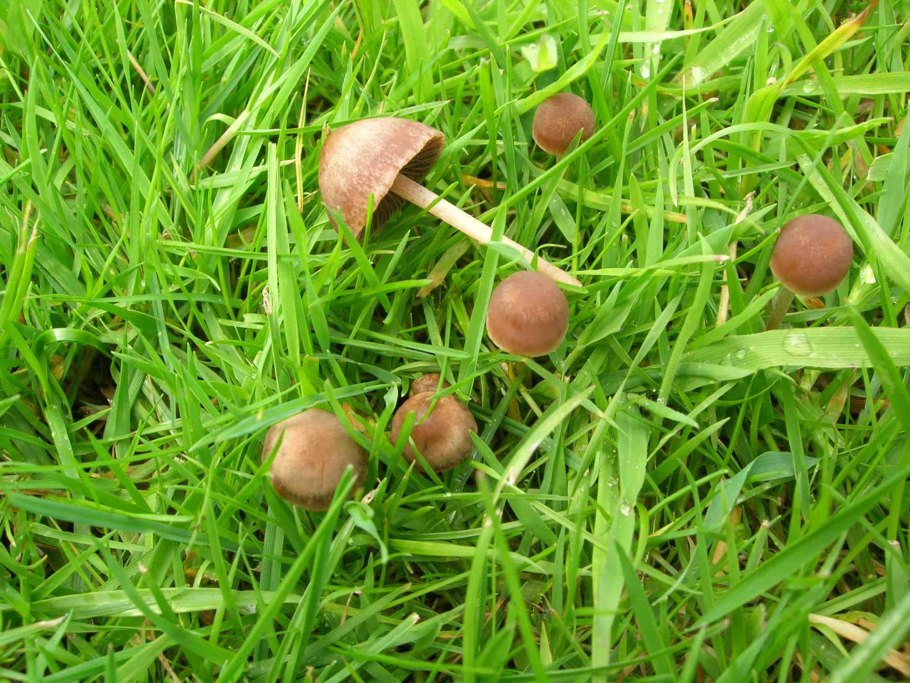 Грибы растущие на газонах