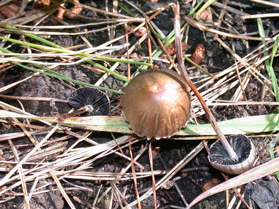 Панеолус навозник