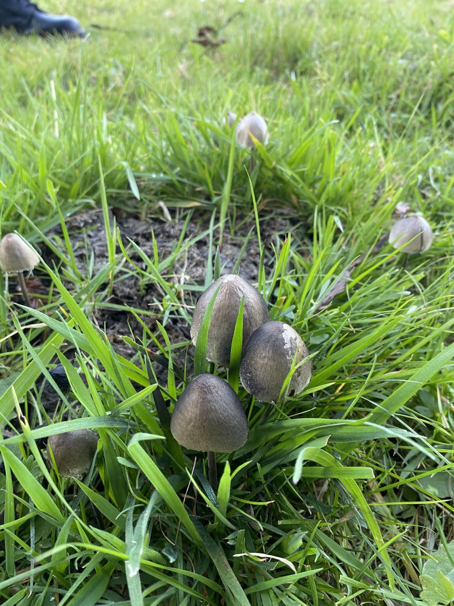 Сенный навозник Panaeolus foenisecii