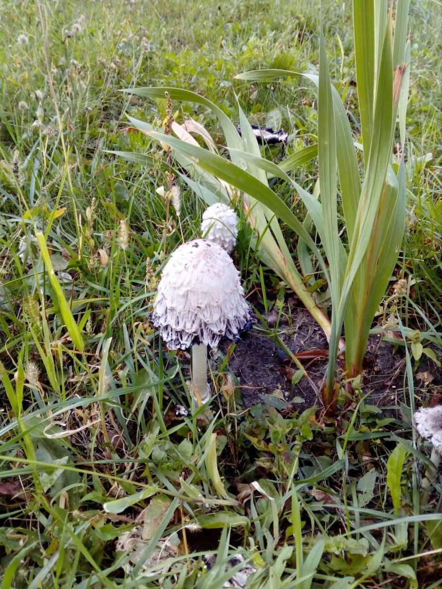 Грибы Венгрии