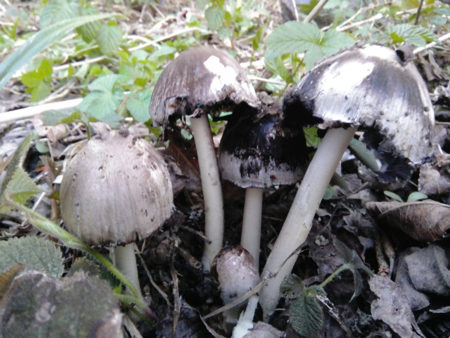 Навозник белый (лат. Coprinus comatus)