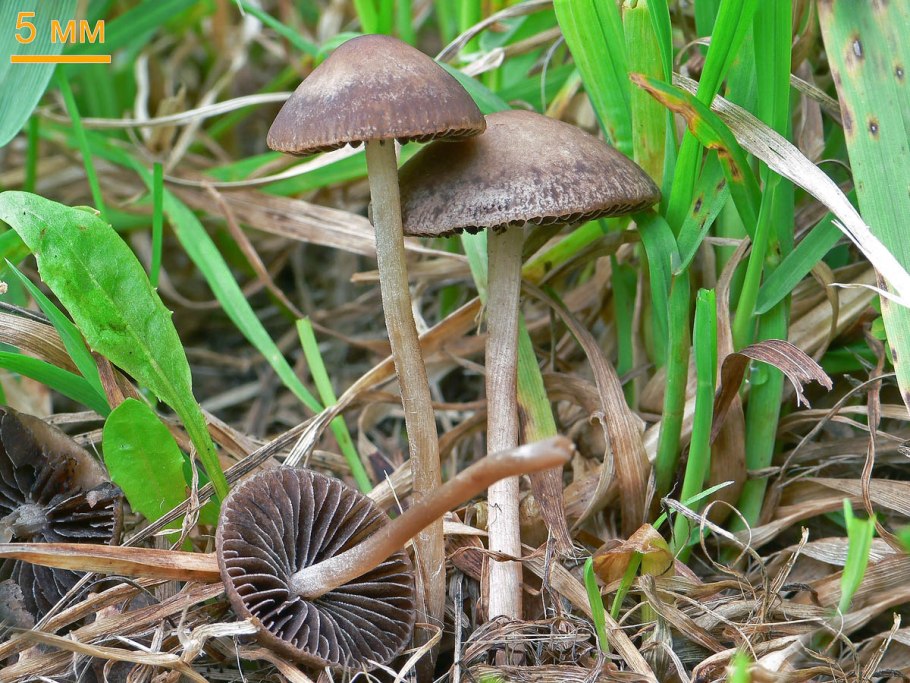 Panaeolus foenisecii
