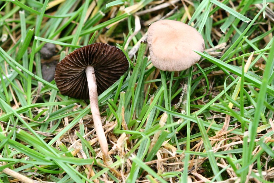 Panaeolina foenisecii