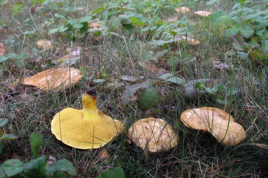Боровик несъедобный Boletus calopus