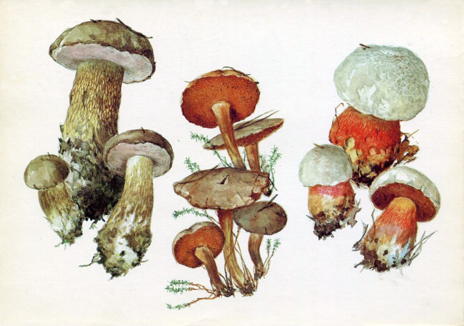 Трубчатые ядовитые и несъедобные грибы