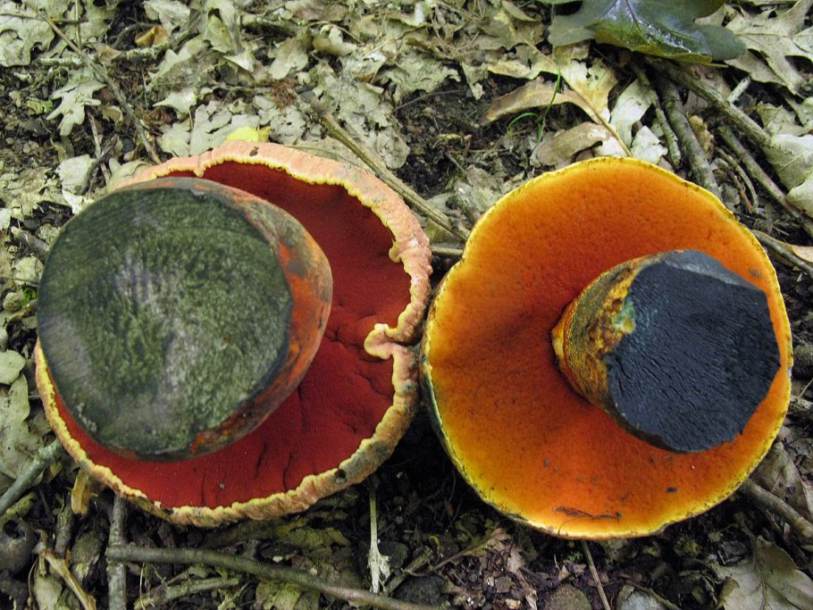 Масленок болотный