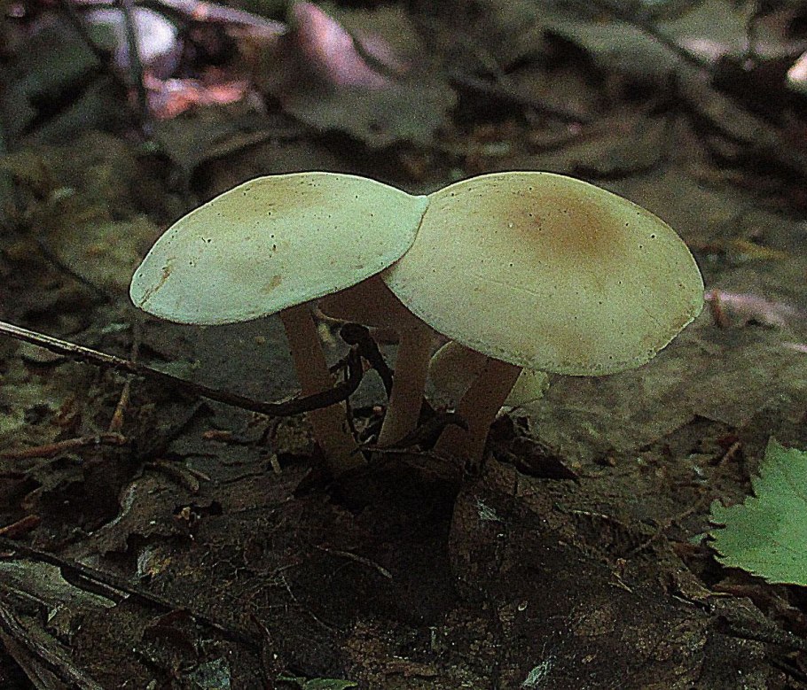 Боровик Ле Галь гриб