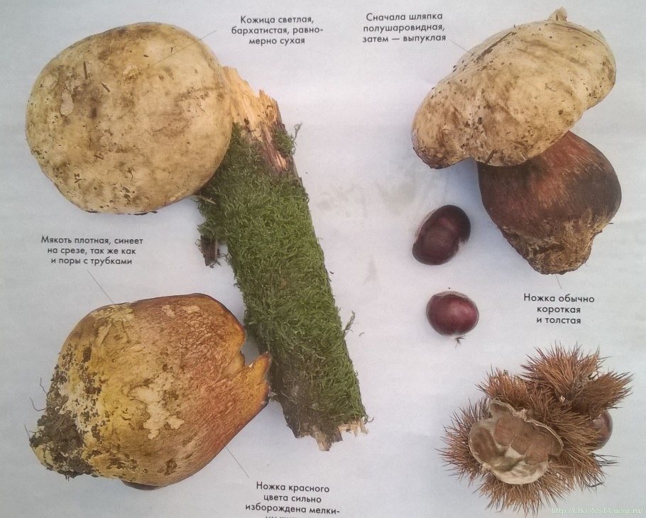 Маслёнок желтоватый болотный