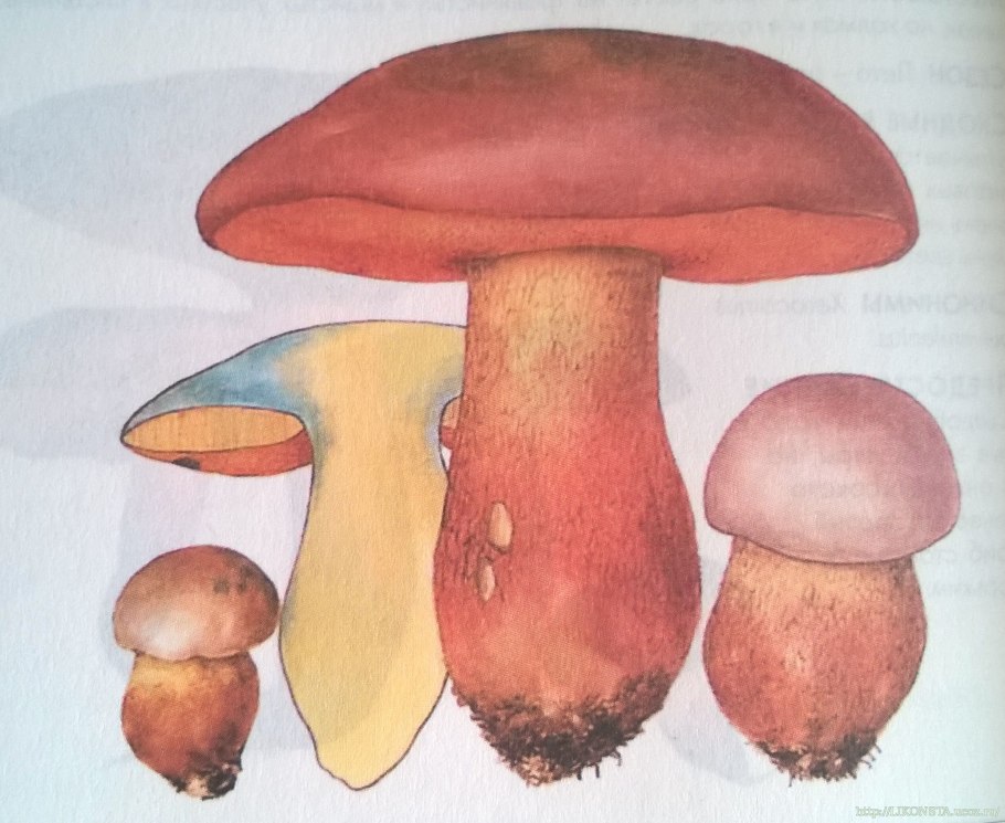Пластинчатые и трубчатые грибы сатанинский гриб