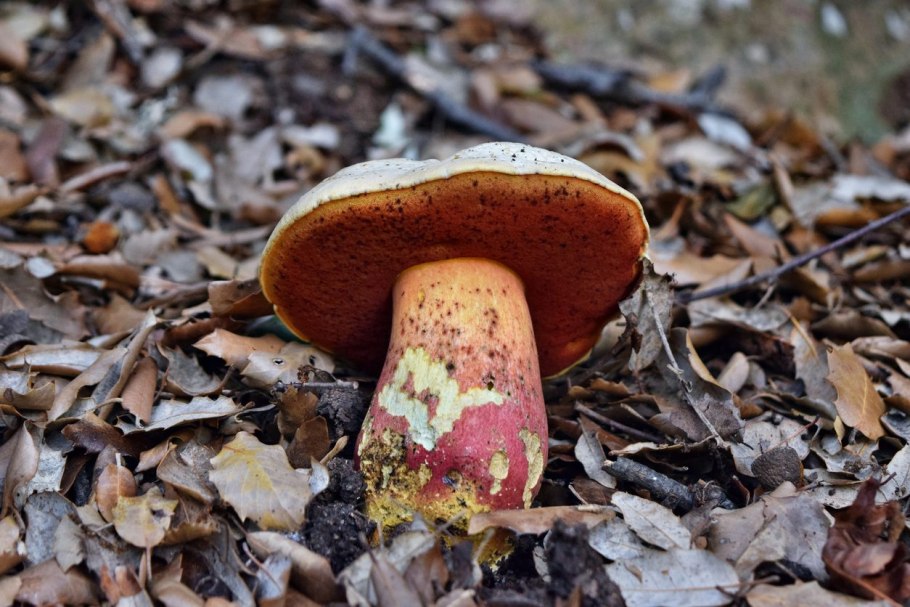 Трутовик зимний Polyporus brumalis