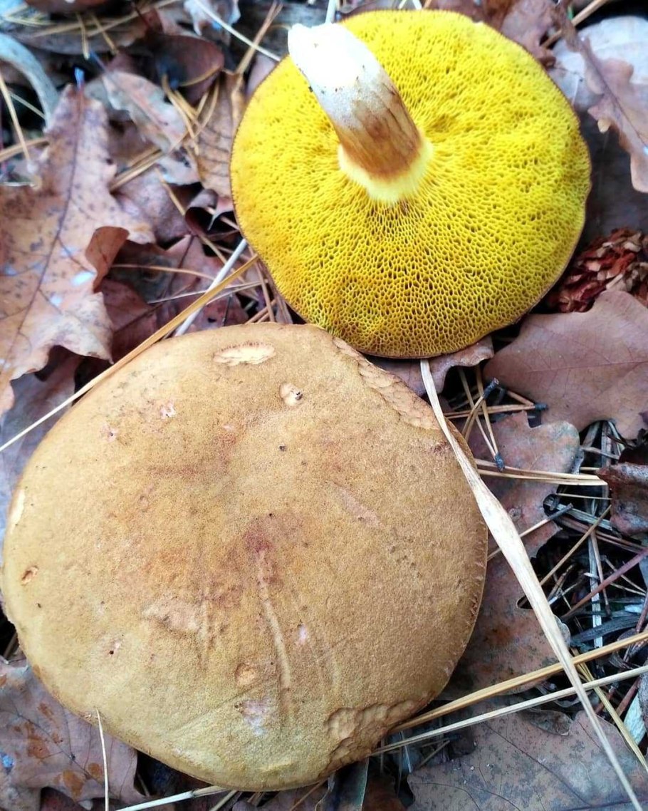 Моховик Паразитный