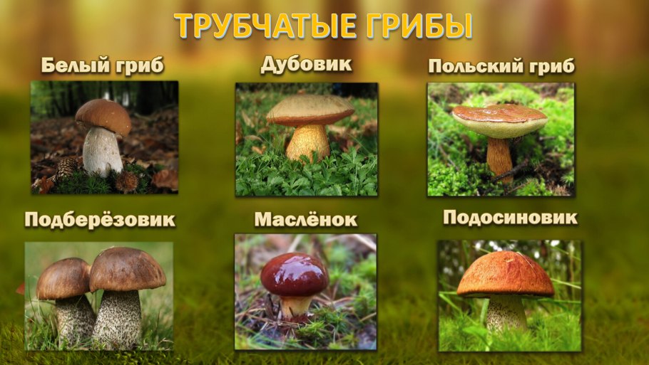 Моховик перечный гриб