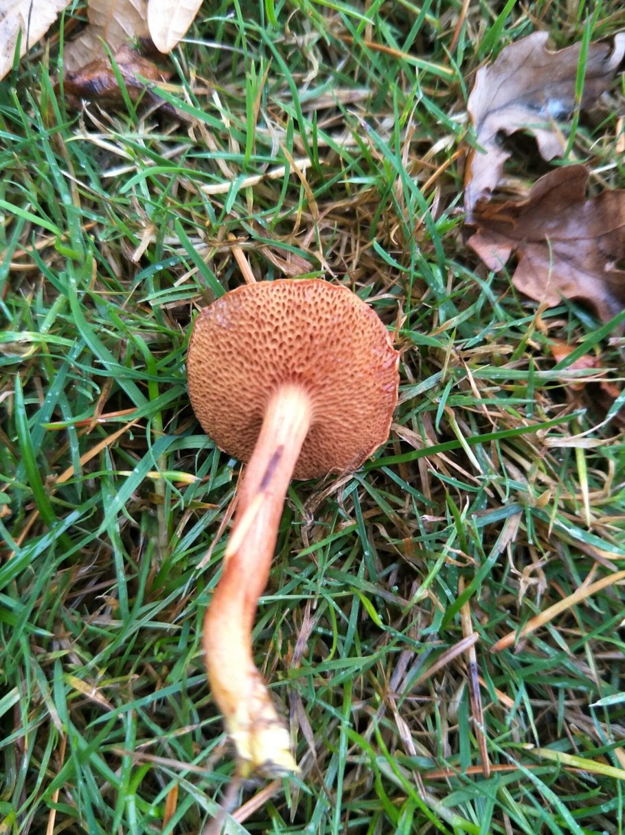 Боровик девичий (Boletus appendiculatus)