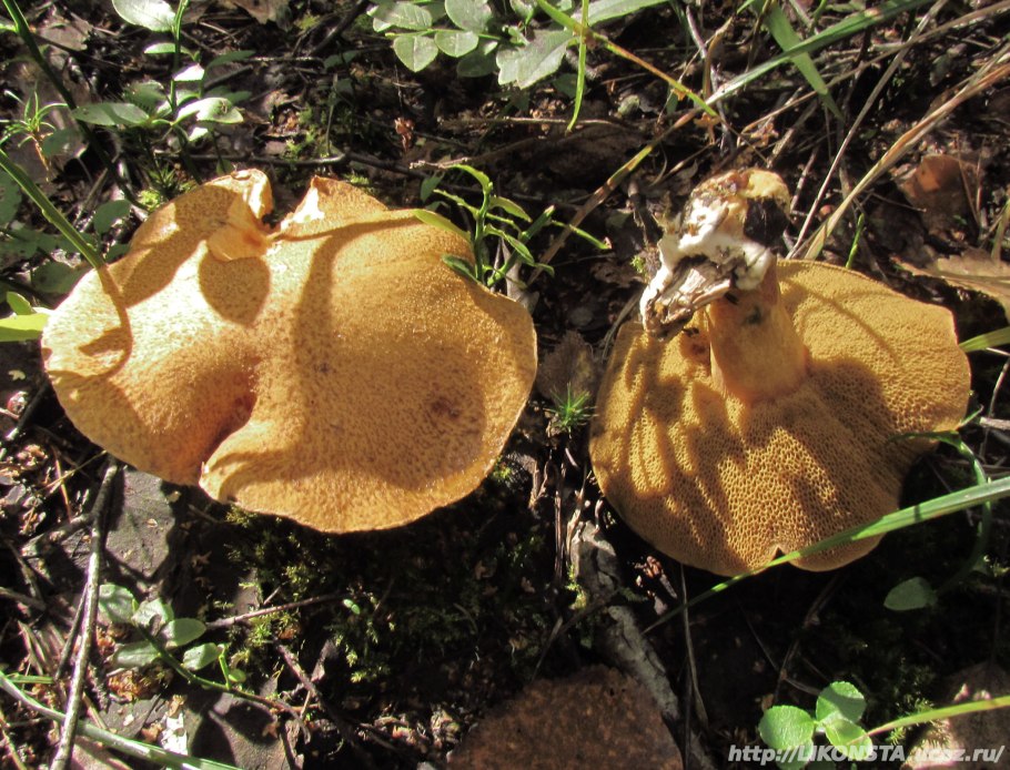 Трубчатые грибы трутовик