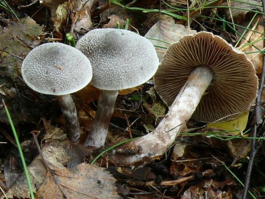 Tylopilus felleus – желчный гриб