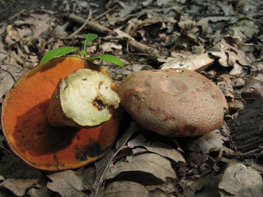 Гриб поддубовик сатанинский