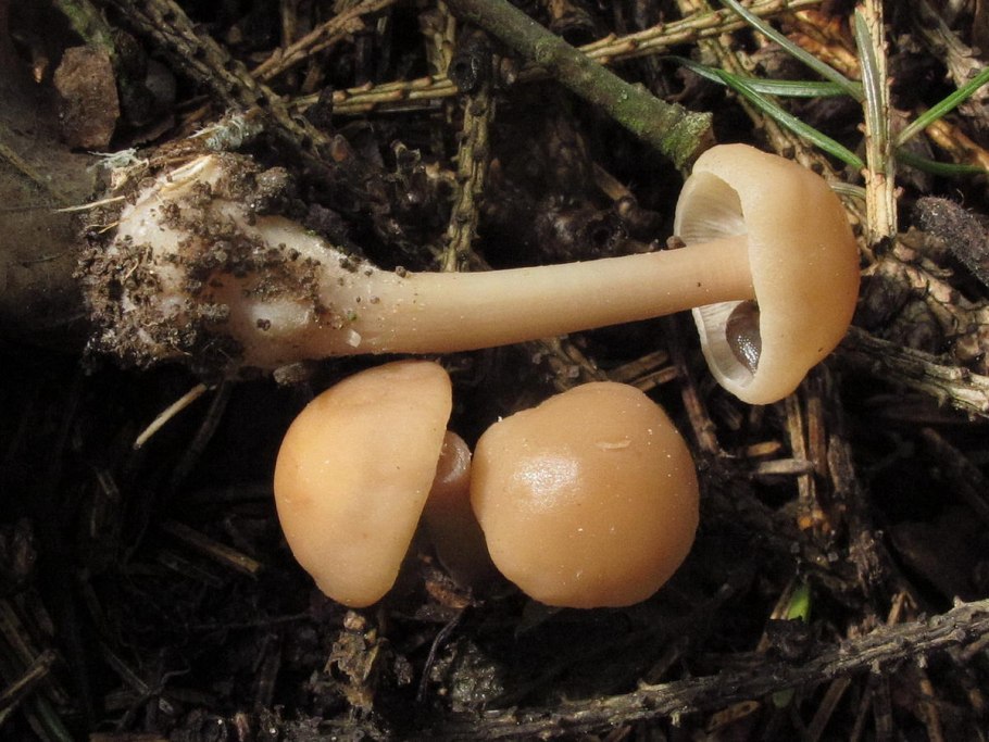 Simocybe haustellaris