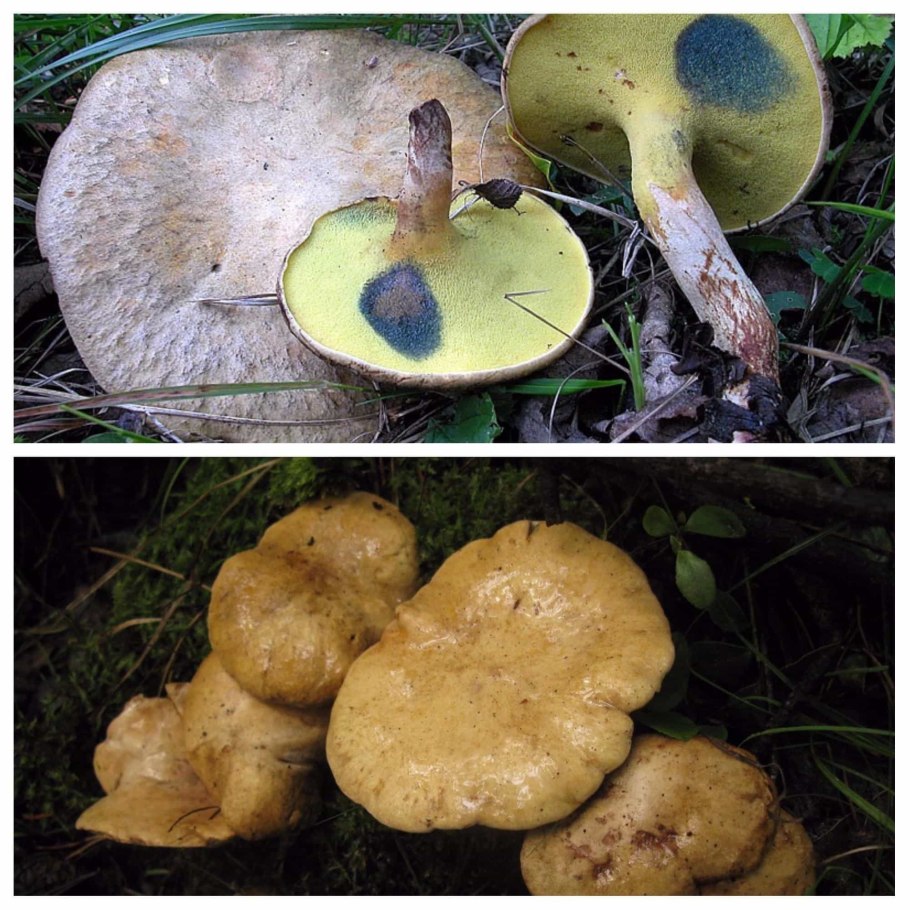 Боровик пурпурный Boletus purpureus