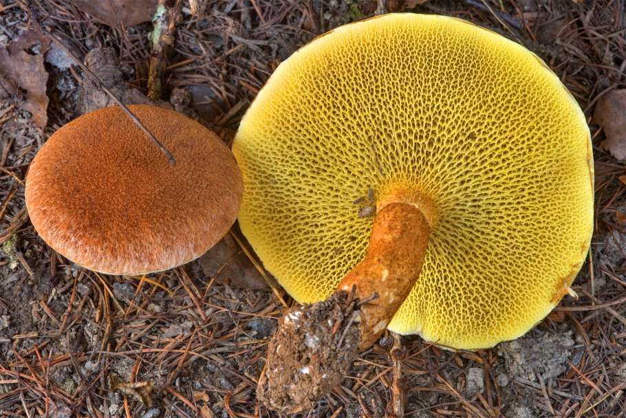 Перечный гриб Chalciporus piperatus