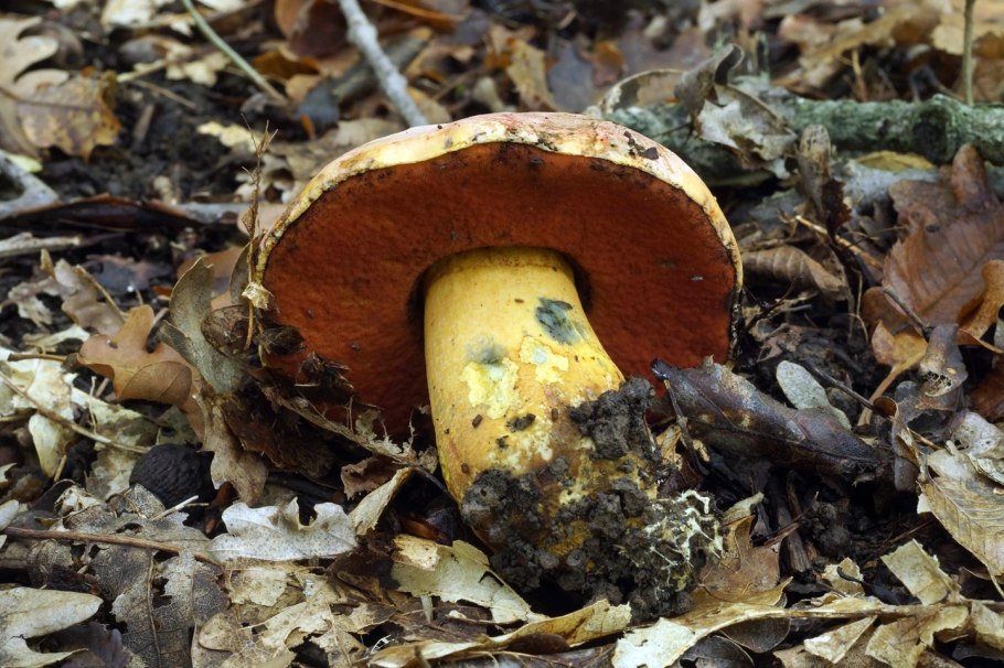 Гриб татарский переводчик