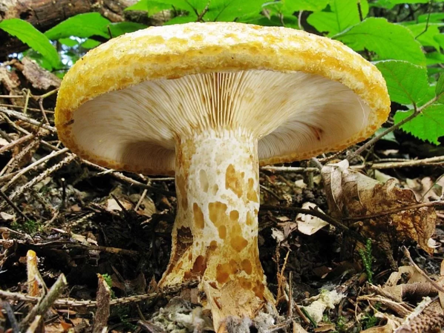 Груздь дубовый Lactarius zonarius