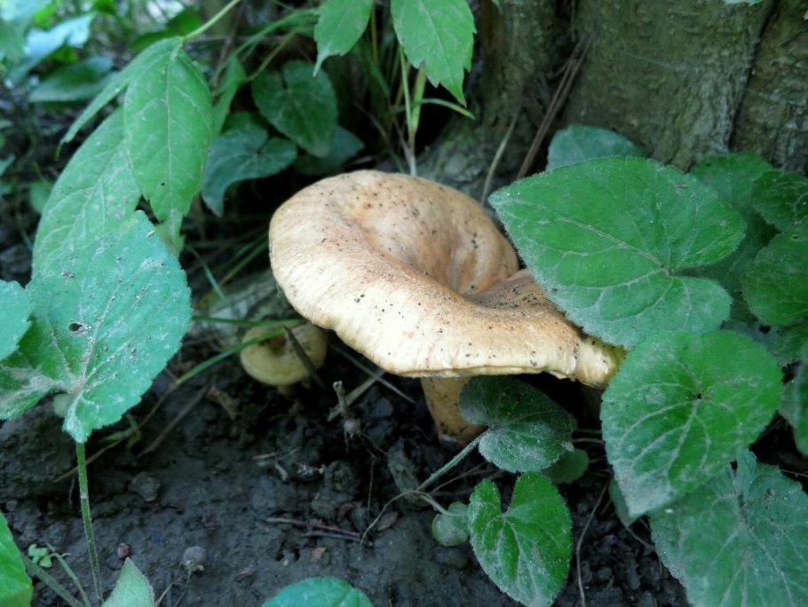 Рыжий груздь