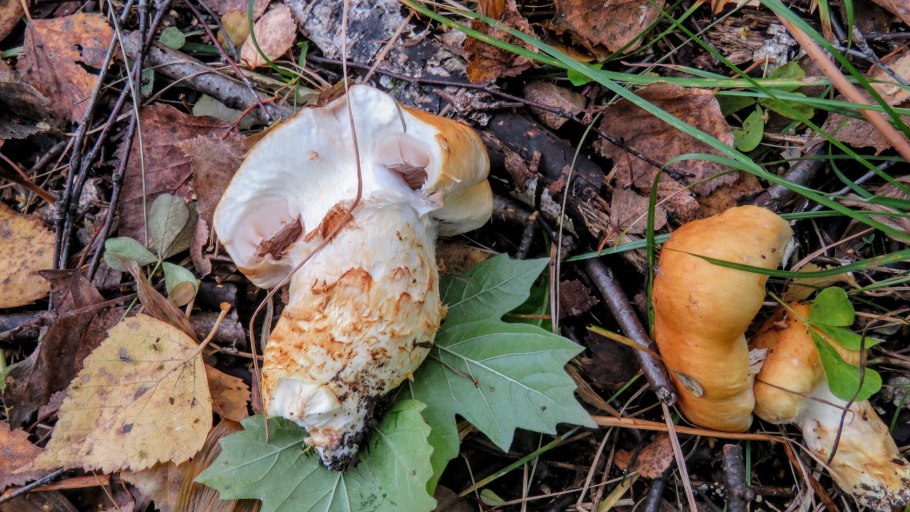 Груздь млечник