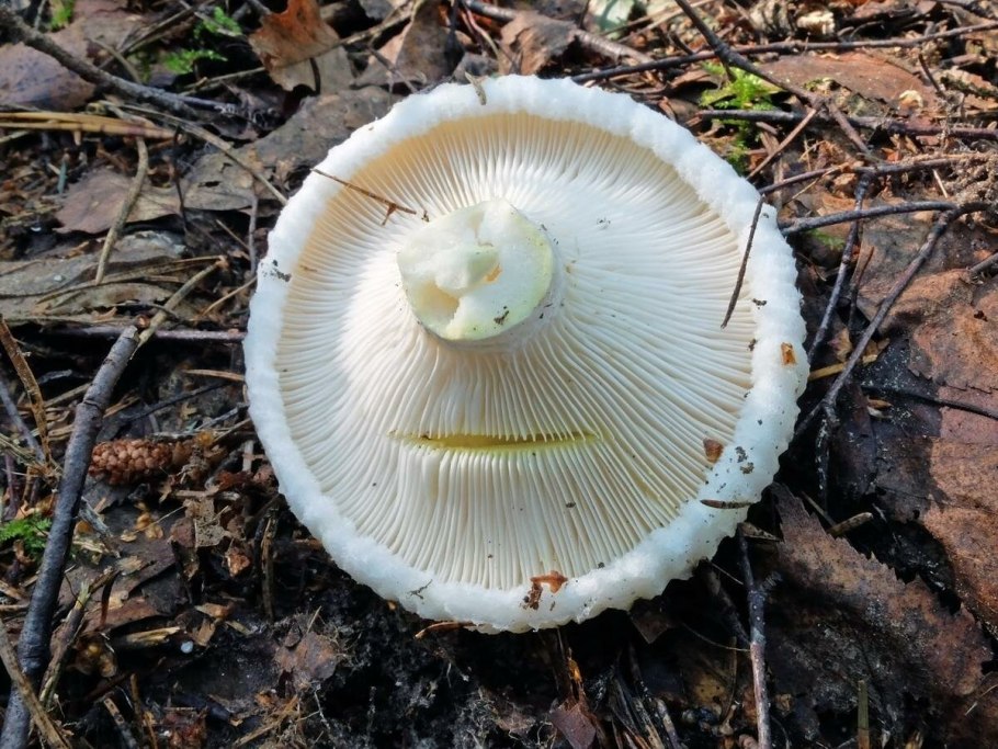 Млечник Рыжик гриб