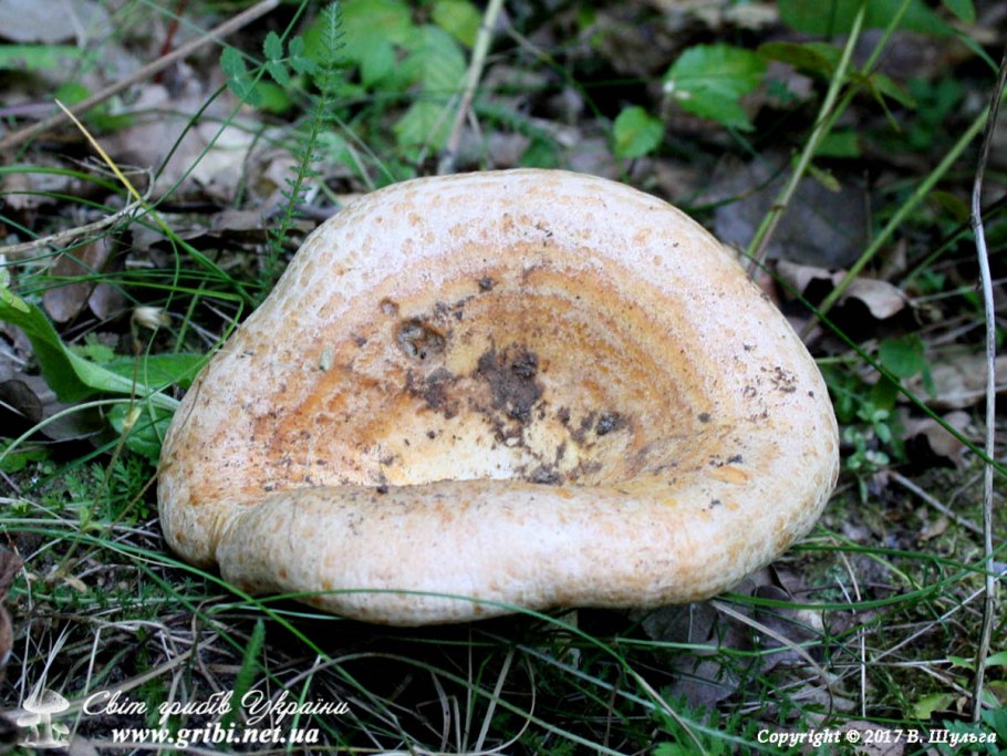 Ельничные грузди