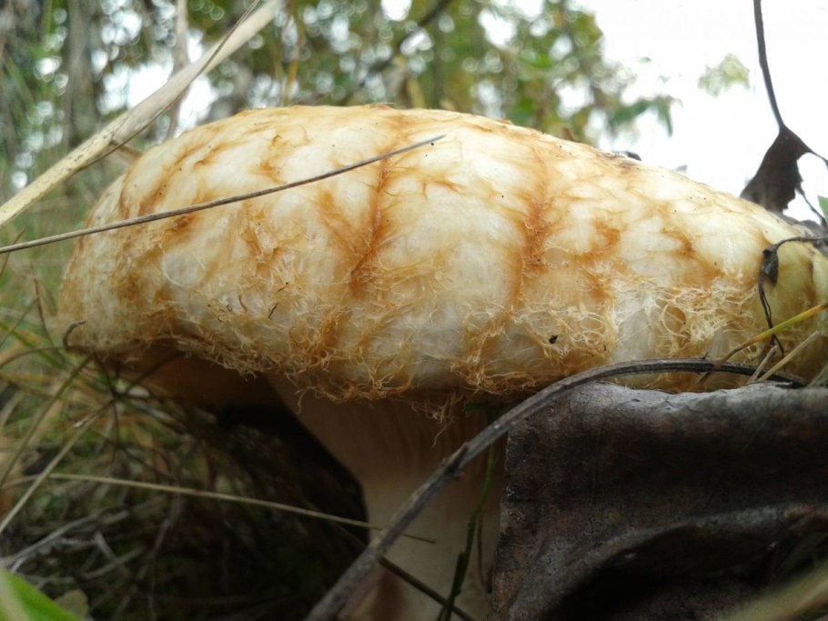 Фото груздей грибов в лесу