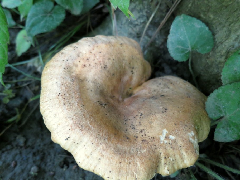 Груздь сосочковый фото