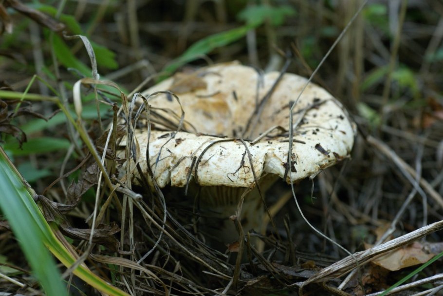Млечник сосочковый, Lactarius Mammosus