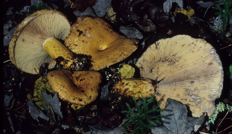 Lactarius repraesentaneus