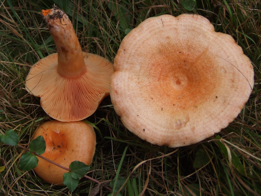 Млечник рыжик гриб