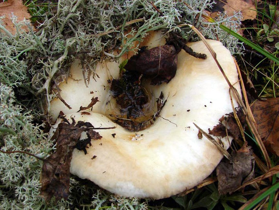 Груздь дубовый Lactarius insulsus