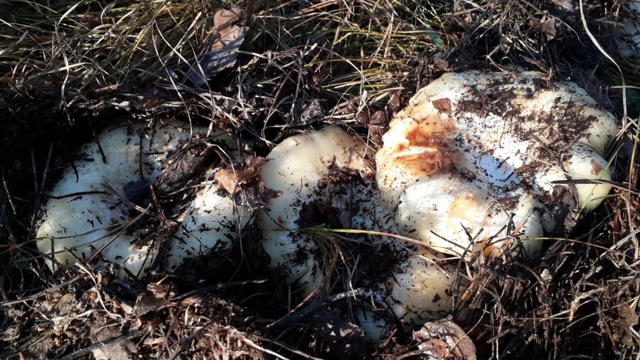 Гриб похожий на волнушку только коричневый