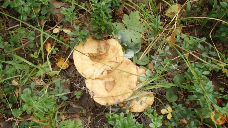 Золотистый груздь фото