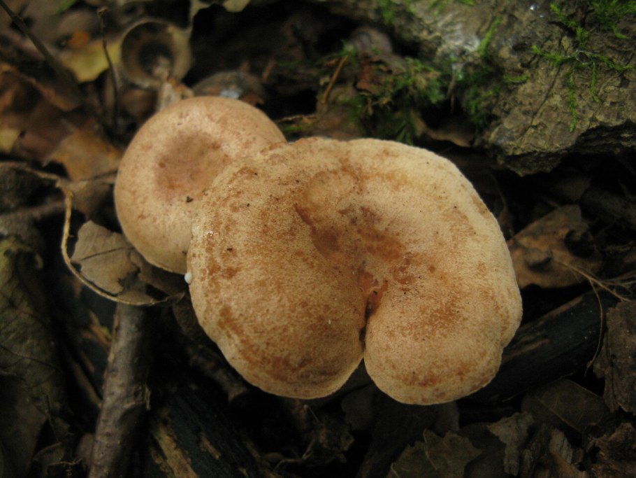 Груздь дубовый Lactarius zonarius