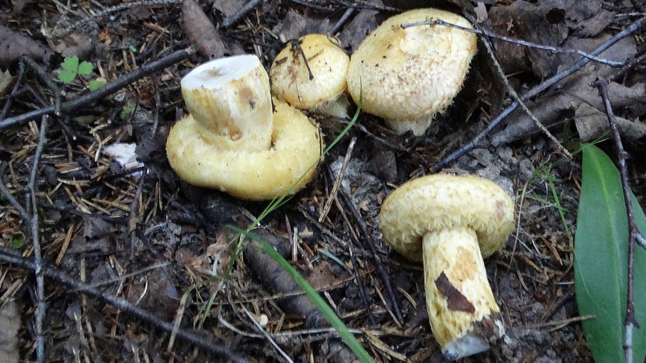 Груздь Рыжик сморчок