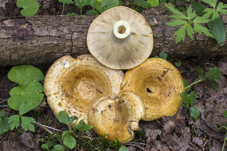 Груздь дубовый Lactarius insulsus