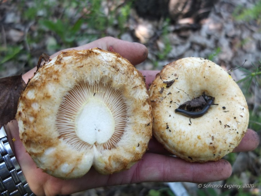 Lactarius salmonicolor