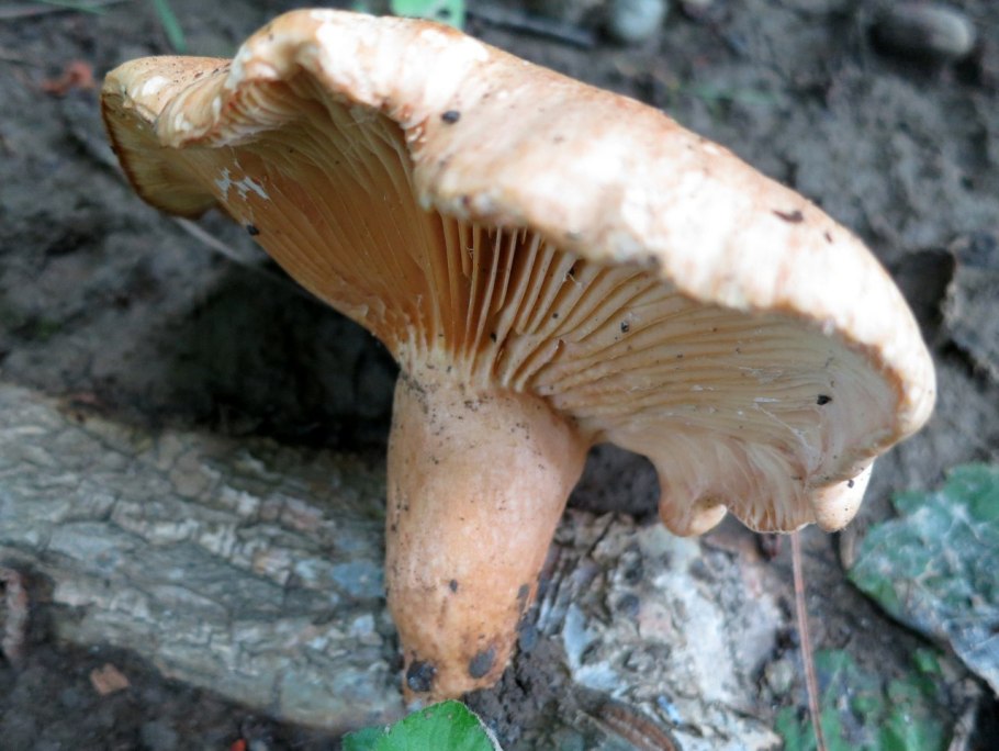 Груздь дубовый lactarius insulsus