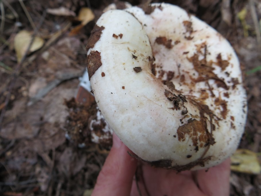 Осиновый груздь lactarius controversus